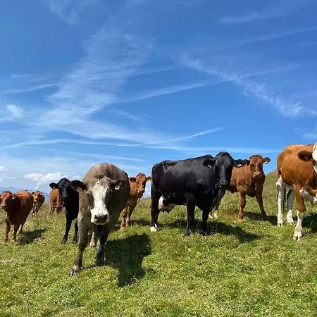 Apartman Flat In Sur Ollon, Amethyste, For 4, With Two Double Beds, Balcony And 75m To Ski-train